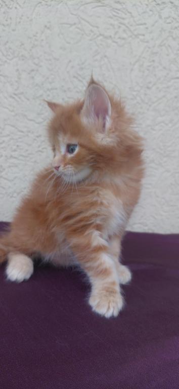 Cooper Majestic European Type Maine Coon Boy photo 8