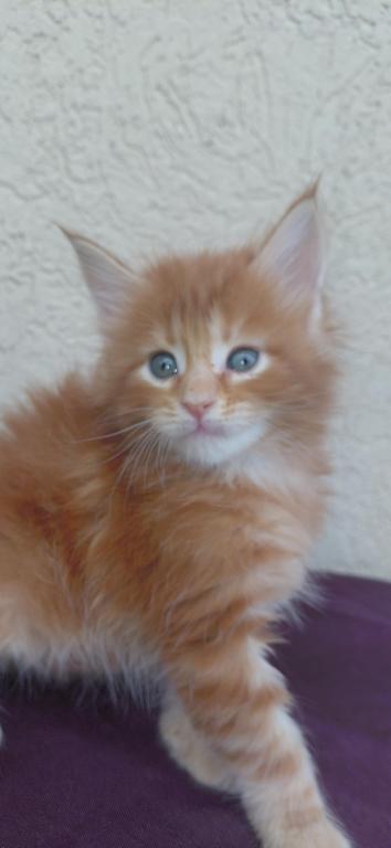 Cooper Majestic European Type Maine Coon Boy photo 18