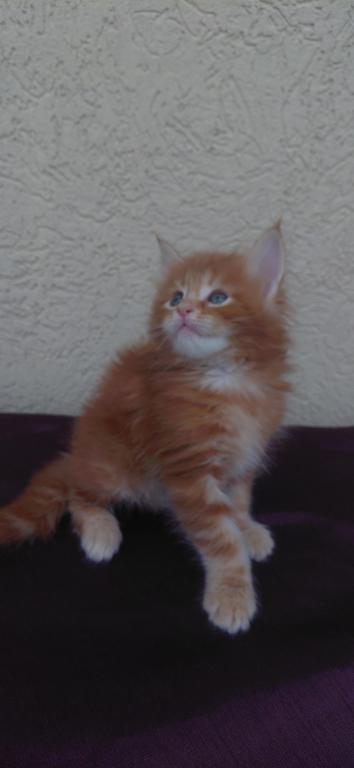 Cooper Majestic European Type Maine Coon Boy photo 15