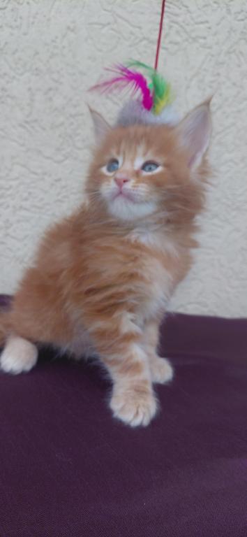 Cooper Majestic European Type Maine Coon Boy photo 7