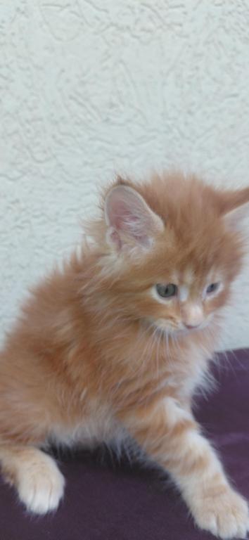 Cooper Majestic European Type Maine Coon Boy photo 21