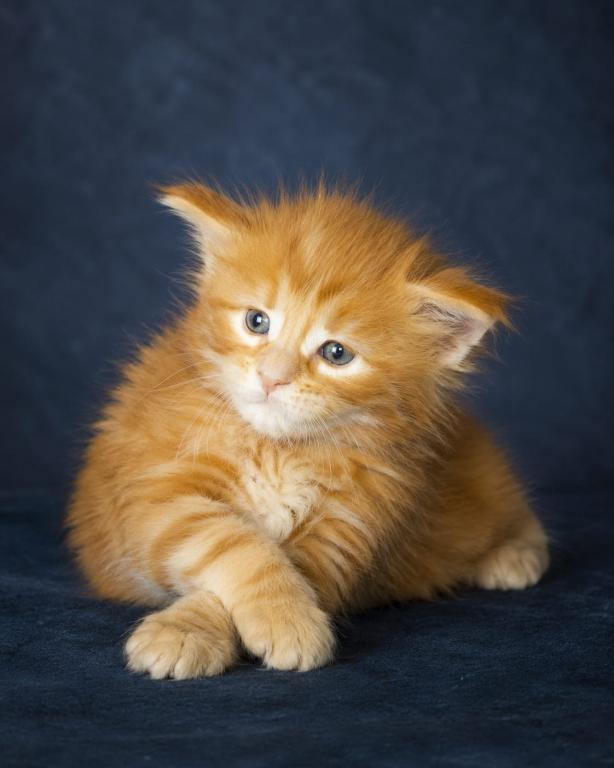 Cooper Majestic European Type Maine Coon Boy photo 22