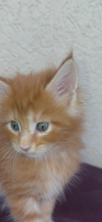 Cooper Majestic European Type Maine Coon Boy photo 19