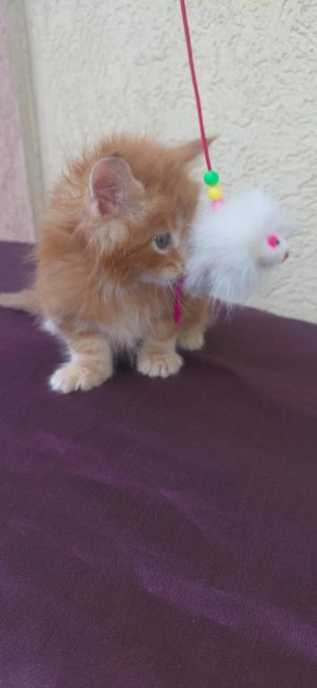 Cooper Majestic European Type Maine Coon Boy photo 4