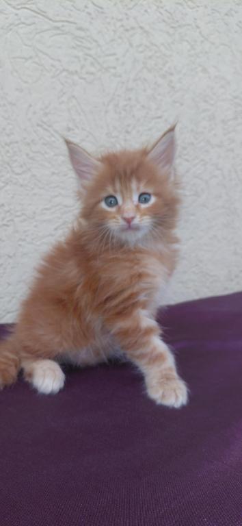 Cooper Majestic European Type Maine Coon Boy photo 1