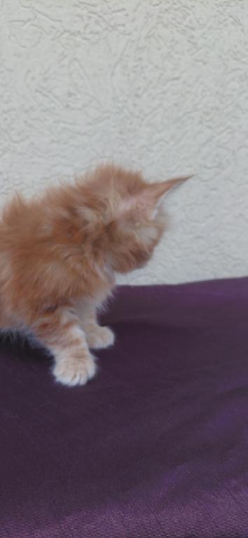 Cooper Majestic European Type Maine Coon Boy photo 3