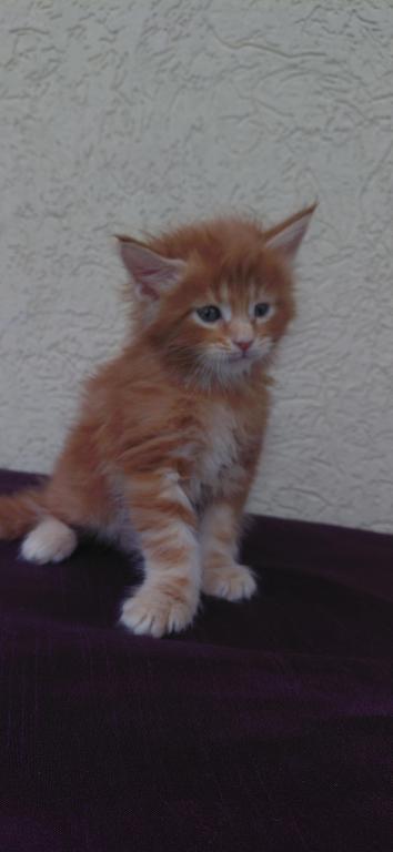 Cooper Majestic European Type Maine Coon Boy photo 11