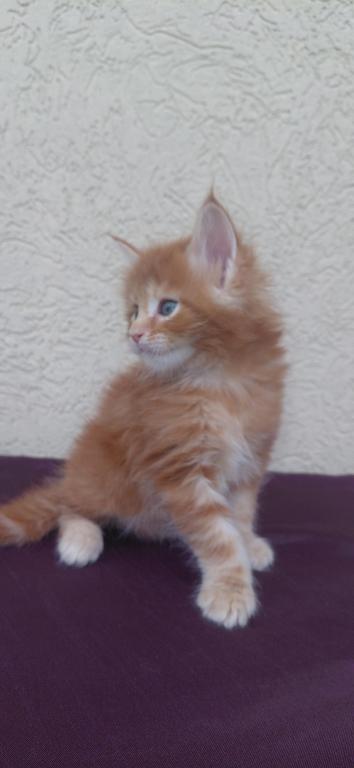 Cooper Majestic European Type Maine Coon Boy photo 10
