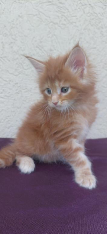 Cooper Majestic European Type Maine Coon Boy photo 9