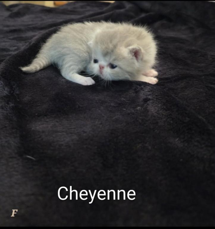 Cheyenne photo 3