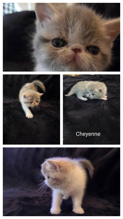 Cheyenne