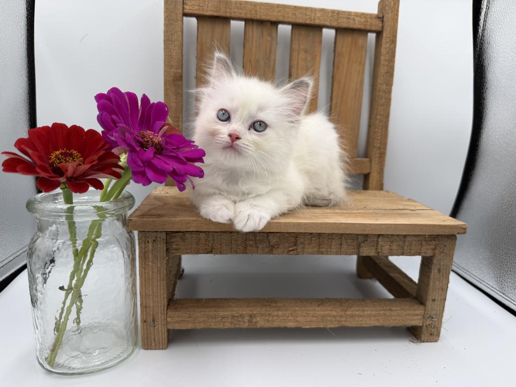 Marshmallow photo 3
