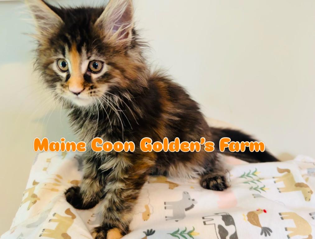 May Kittens photo 8