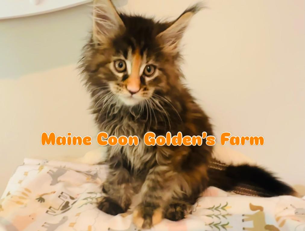 May Kittens photo 7
