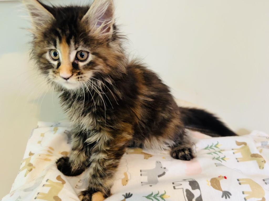 May Kittens photo 4