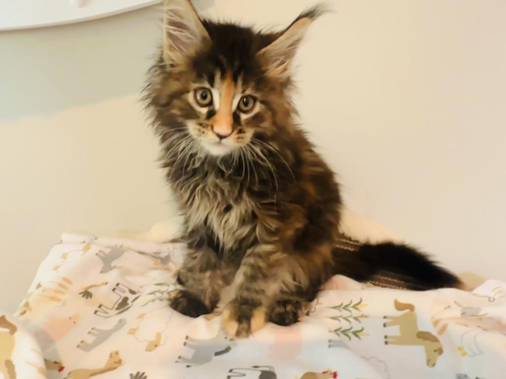 May Kittens