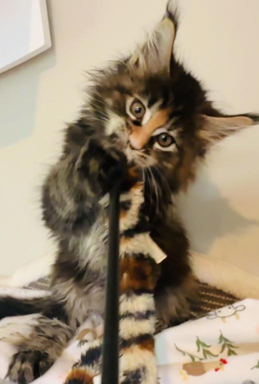 May Kittens photo 6