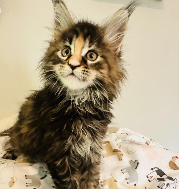 May Kittens photo 3