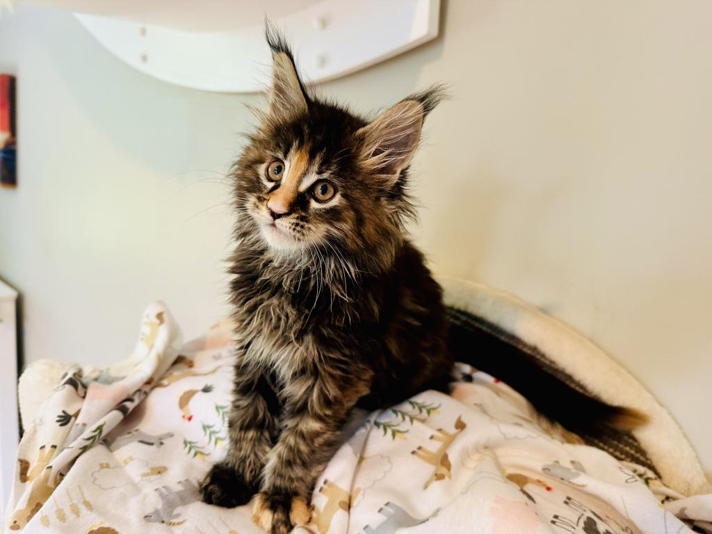 May Kittens photo 2