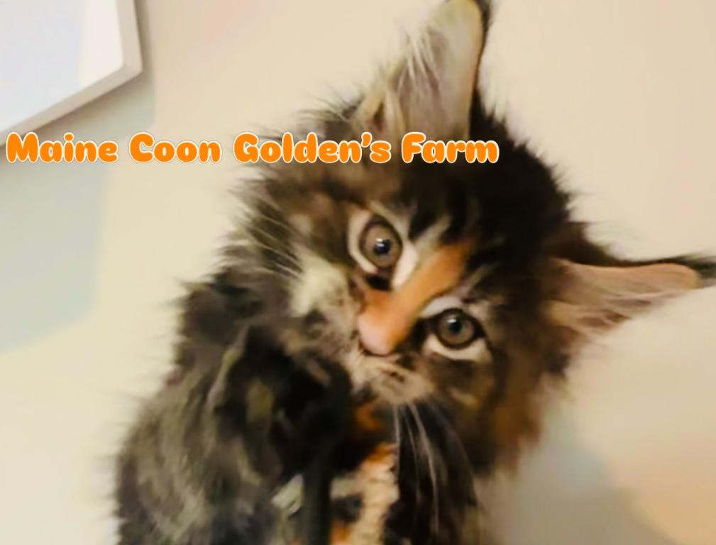 May Kittens photo 11