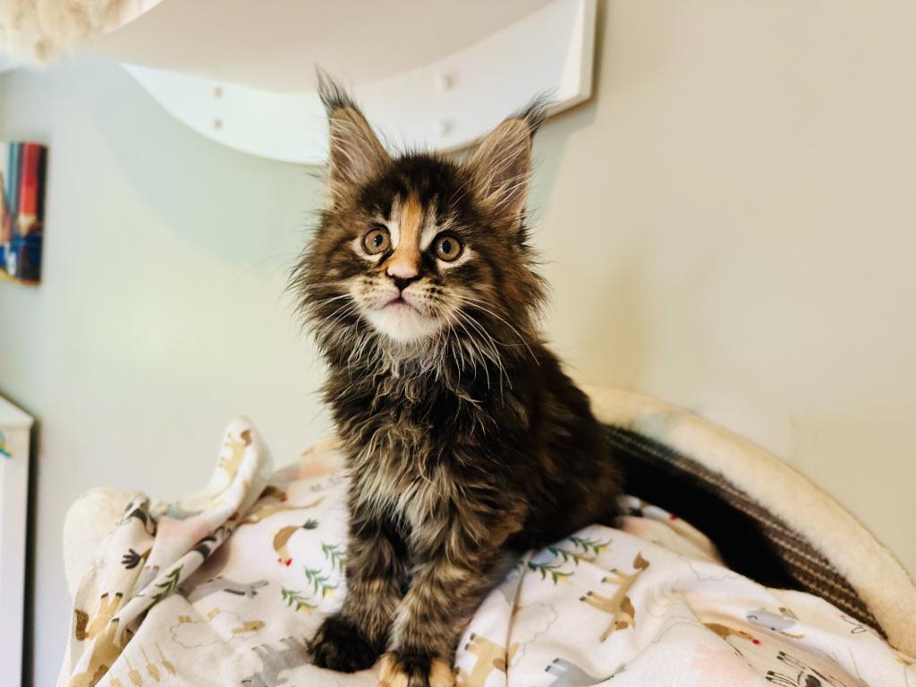 May Kittens photo 5