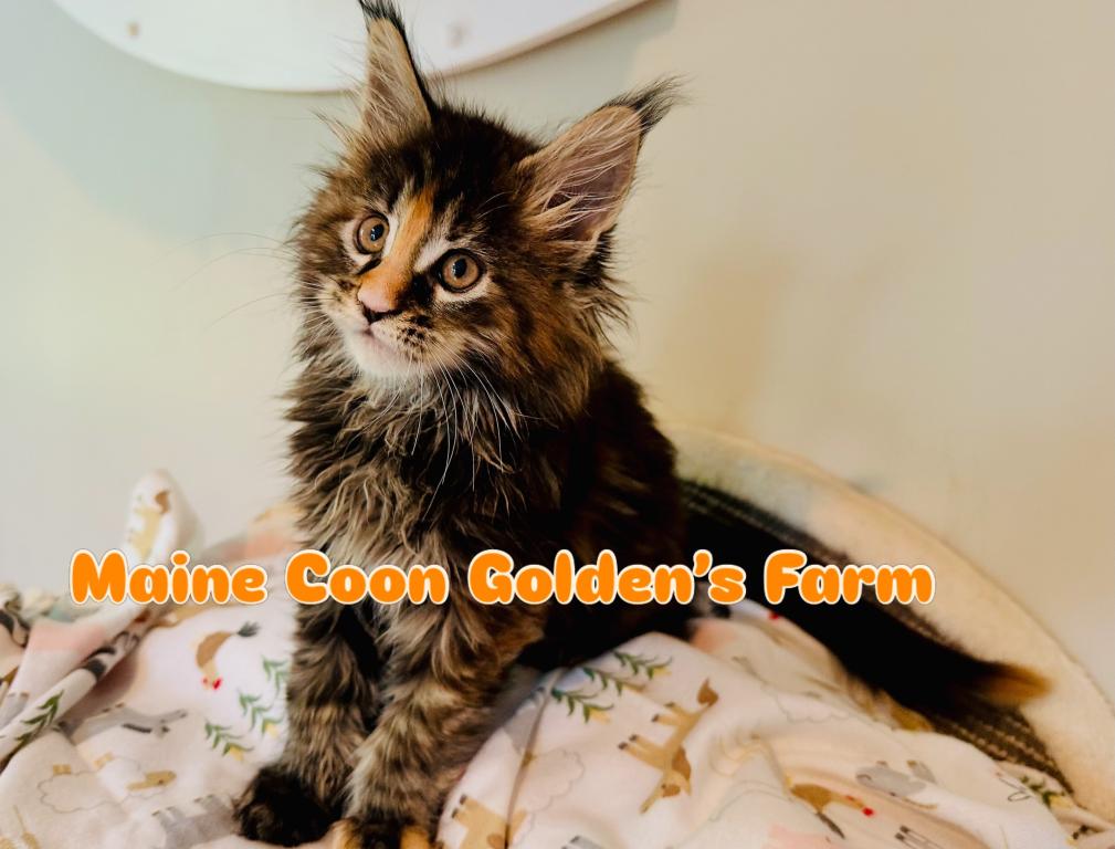 May Kittens photo 9