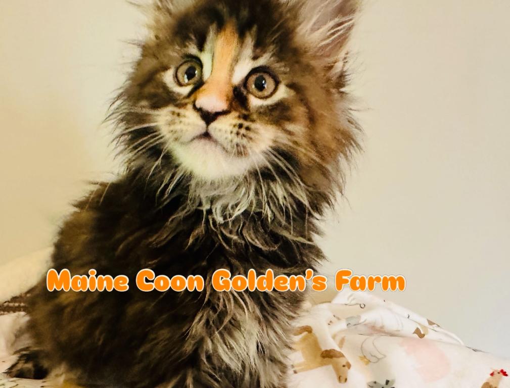 May Kittens photo 10