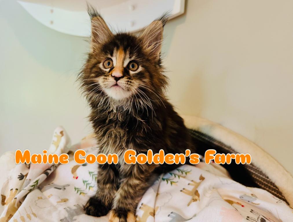 May Kittens photo 12