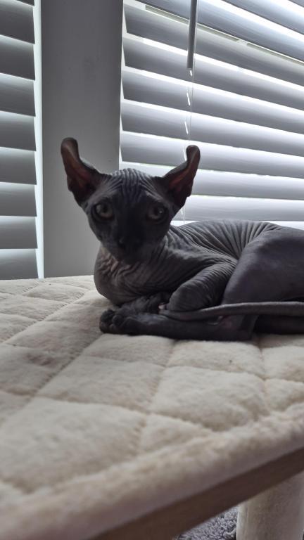 Canadian Sphinx photo 2