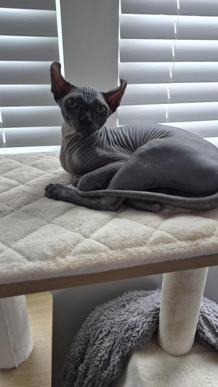 Canadian Sphinx photo 4