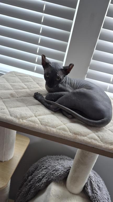 Canadian Sphinx photo 3