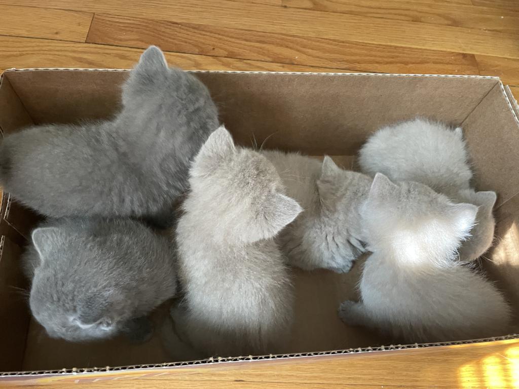 Kitten 2 photo 2