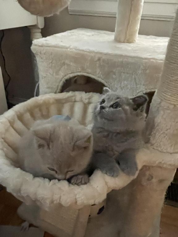 Kitten 2 photo 2