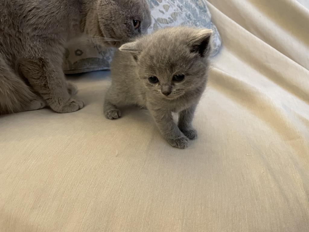 Kitten 2 photo 1