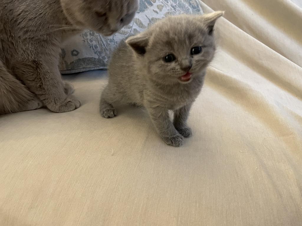 Kitten 2 photo 4