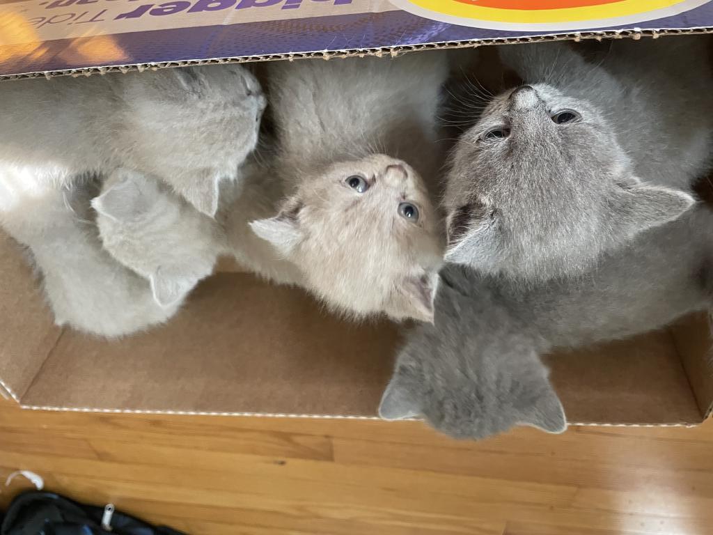 Kitten 2 photo 3