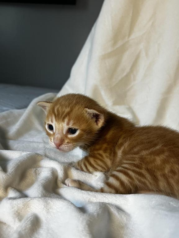 Ginge Red Male