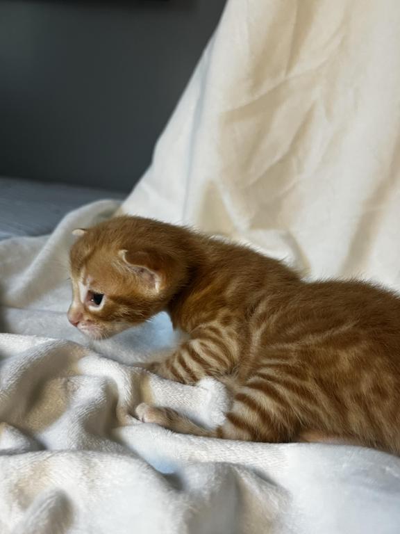 Ginge Red Male photo 5