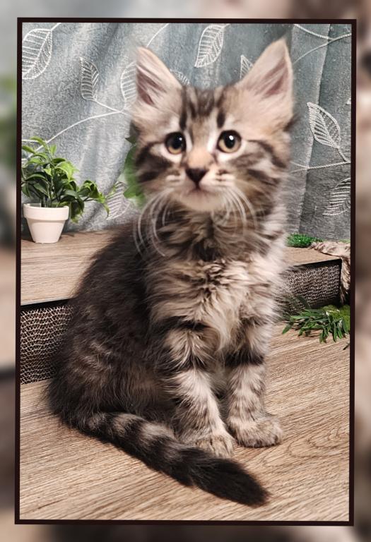 Siberian 8weeks Female And Male photo 2