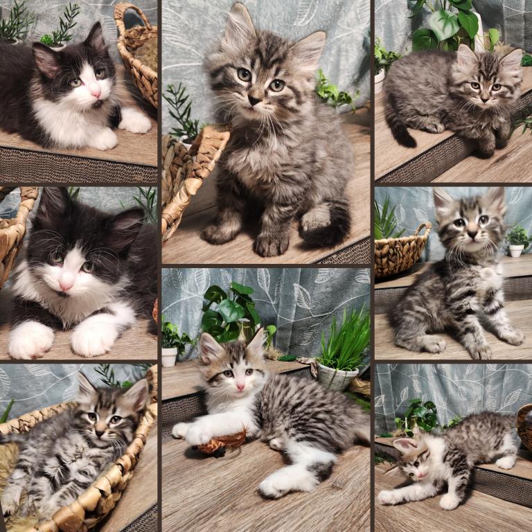 Siberian 8weeks Female And Male photo 3