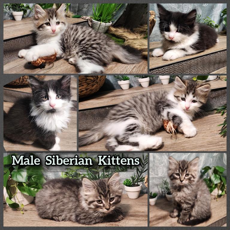 Siberian 8weeks Female And Male photo 4