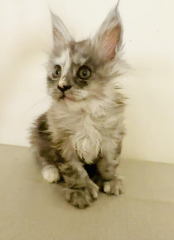Foxxy Polydactyl photo 10