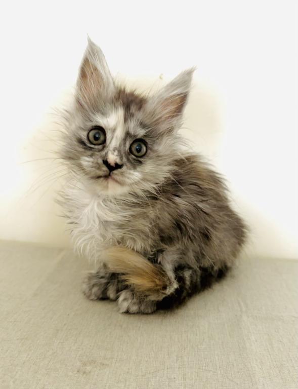 Foxxy Polydactyl photo 8