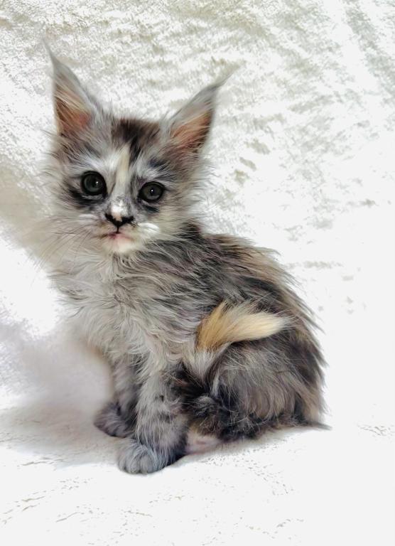 Foxxy Polydactyl photo 4