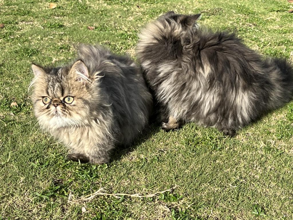 Charlie And Sasha photo 5