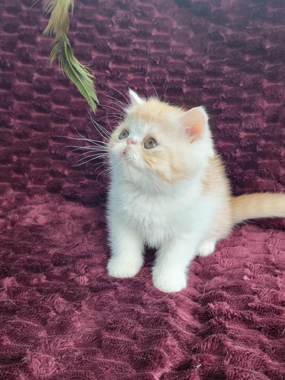 CAMEO AND WHITE EXOTIC SHORTHAIR BOY DARKER photo 5