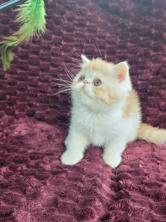CAMEO AND WHITE EXOTIC SHORTHAIR BOY DARKER photo 1
