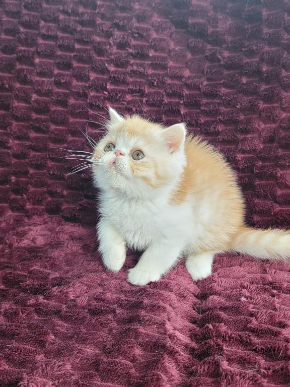 CAMEO AND WHITE EXOTIC SHORTHAIR BOY DARKER photo 7