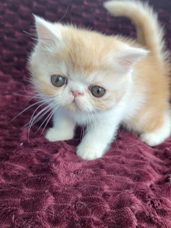 CAMEO AND WHITE EXOTIC SHORTHAIR BOY DARKER photo 3