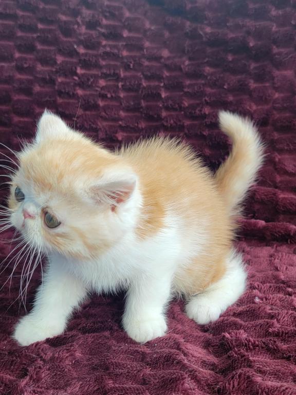 CAMEO AND WHITE EXOTIC SHORTHAIR BOY DARKER photo 2